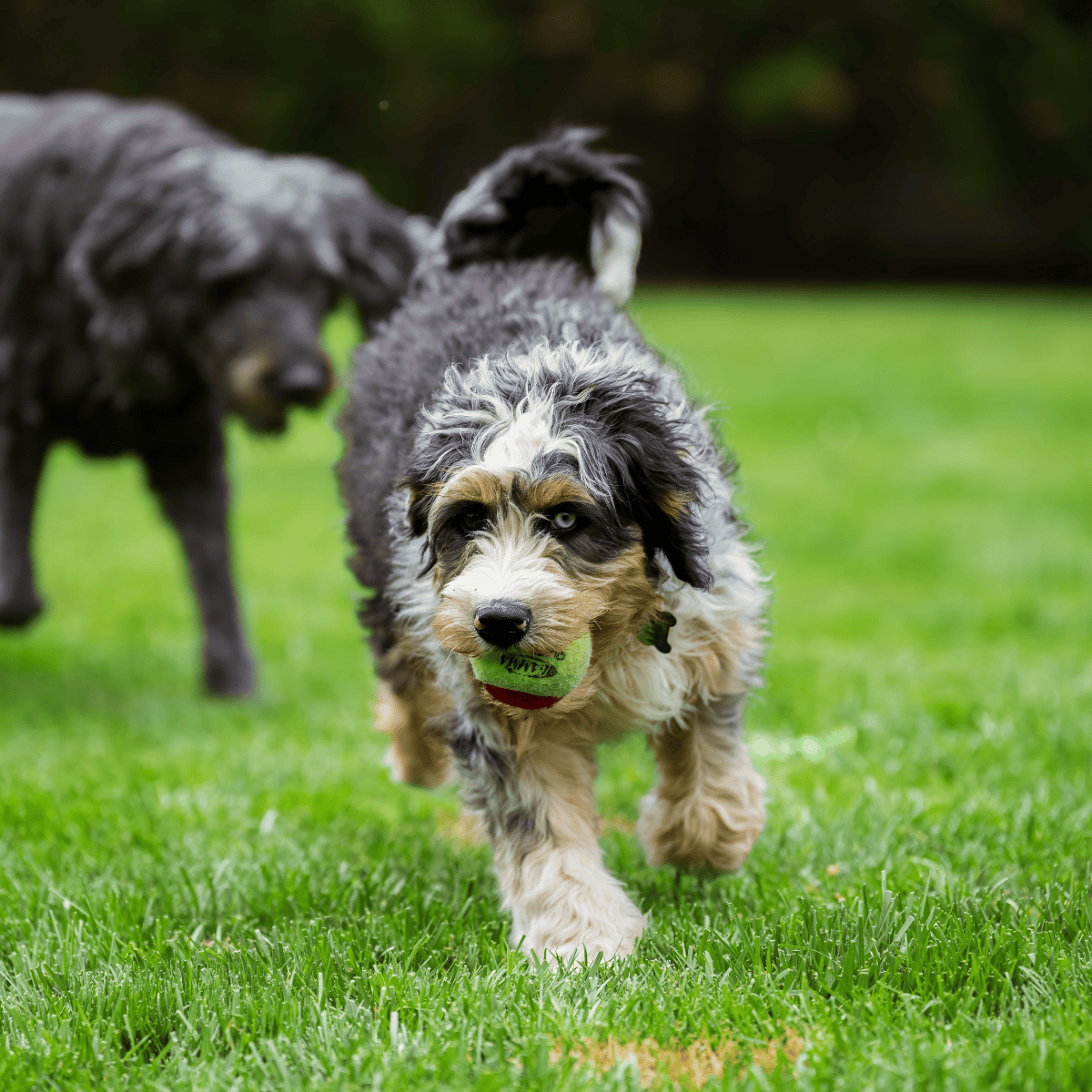 Adorable Australian Shepherd puppy running with tennis ball in the park, perfect for dog lovers.