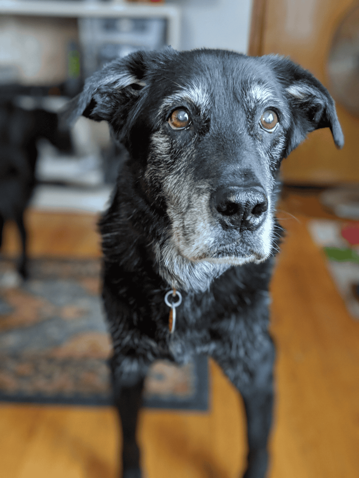 Dog resting indoors with a thoughtful expression, showing a beautiful black and gray coat.