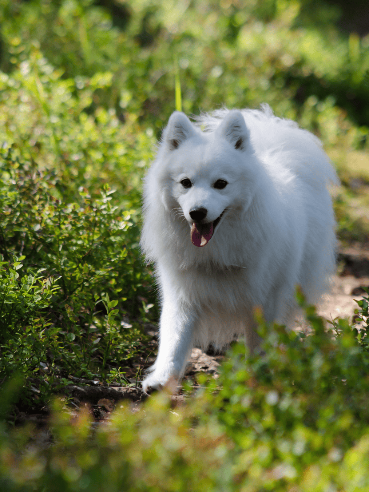 Adorable white Samoyed dog walking outdoors among green foliage.