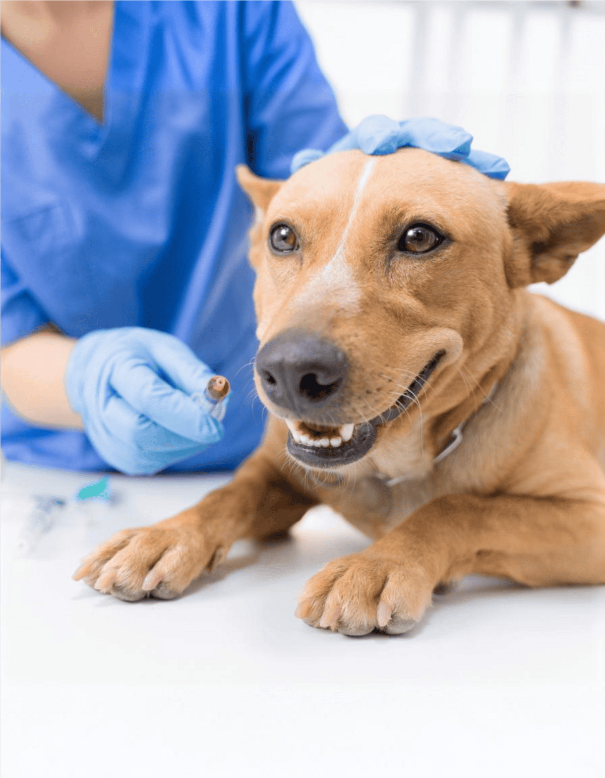 Happy dog getting vaccinated at veterinary clinic, ensuring health and wellness, with caring vet attending to the pet.