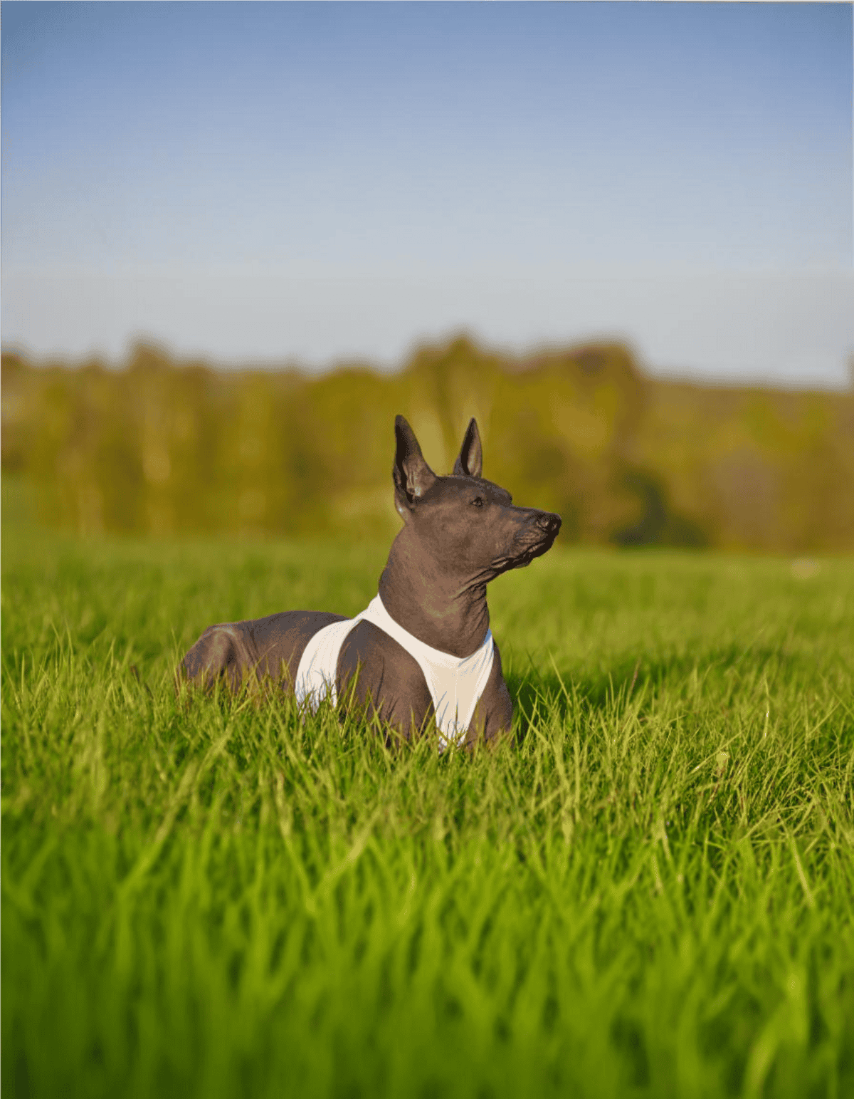 Dog relaxing outdoors on a sunny day, highlighting professional dog training and health services.