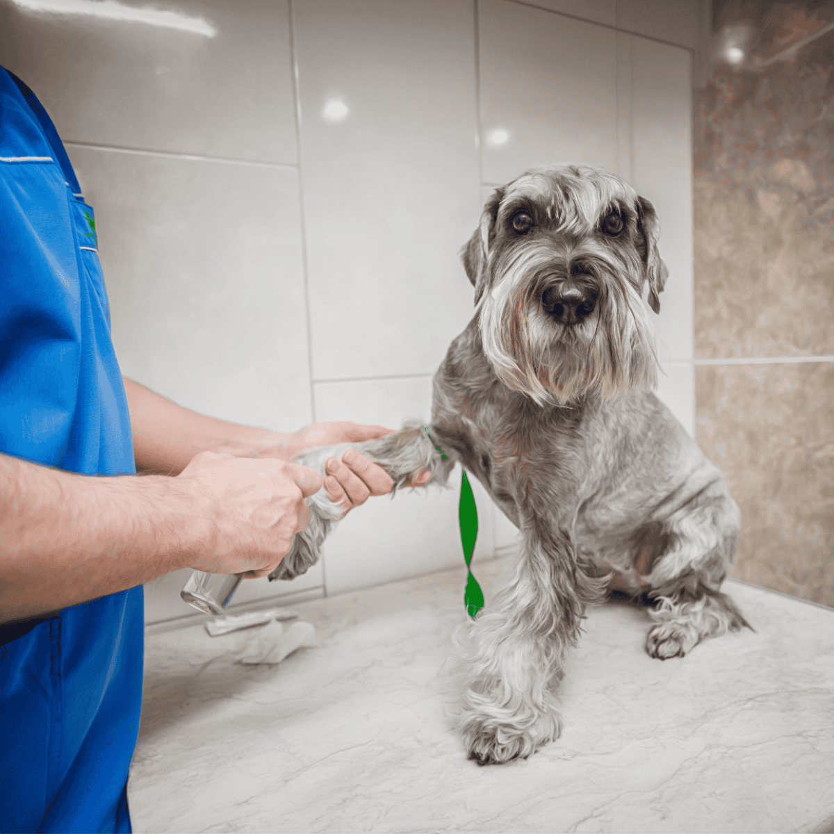 Healthy dog receiving treatment with professional care.