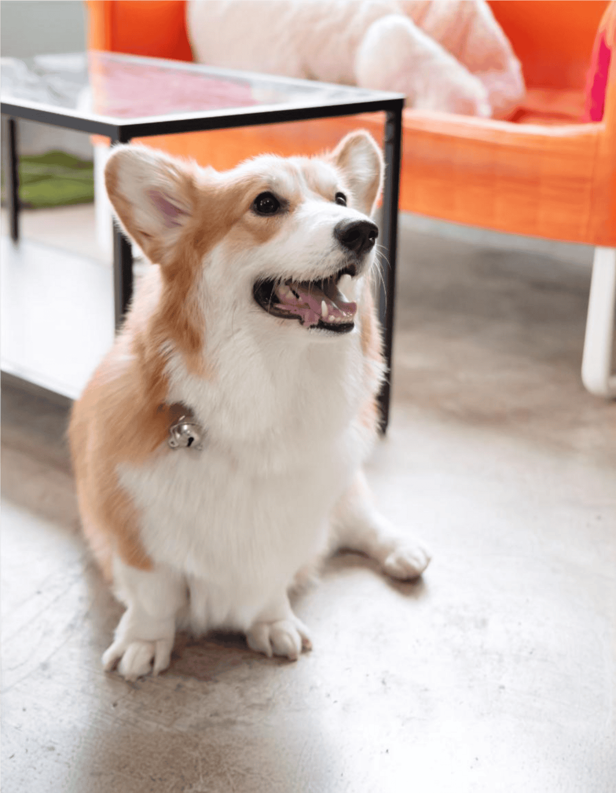 Friendly Corgi dog sitting indoors, smiling and attentive for pet care or training at Dogfix.