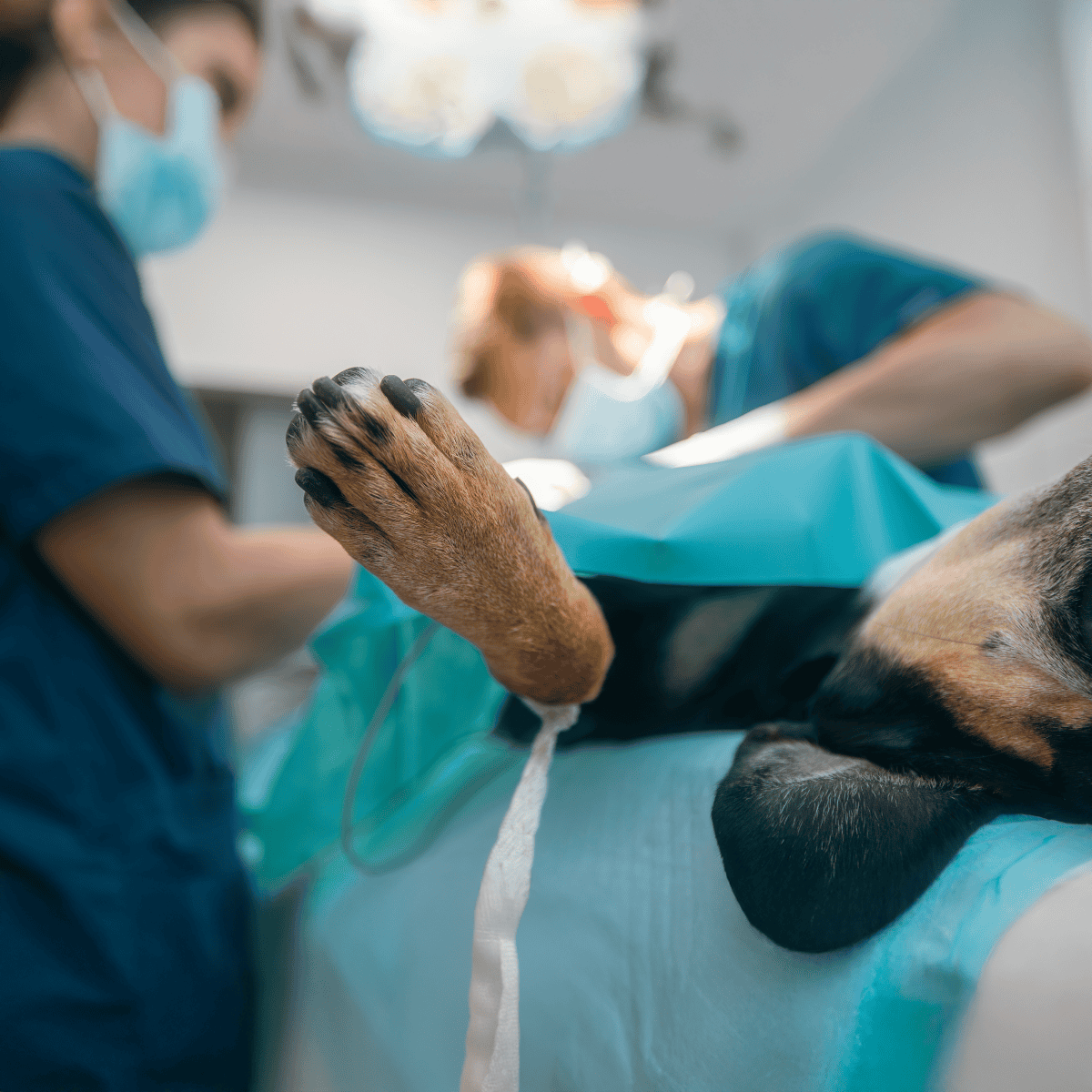 Close-up of a dog's paw during surgery at a veterinary clinic, illustrating professional pet medical care.