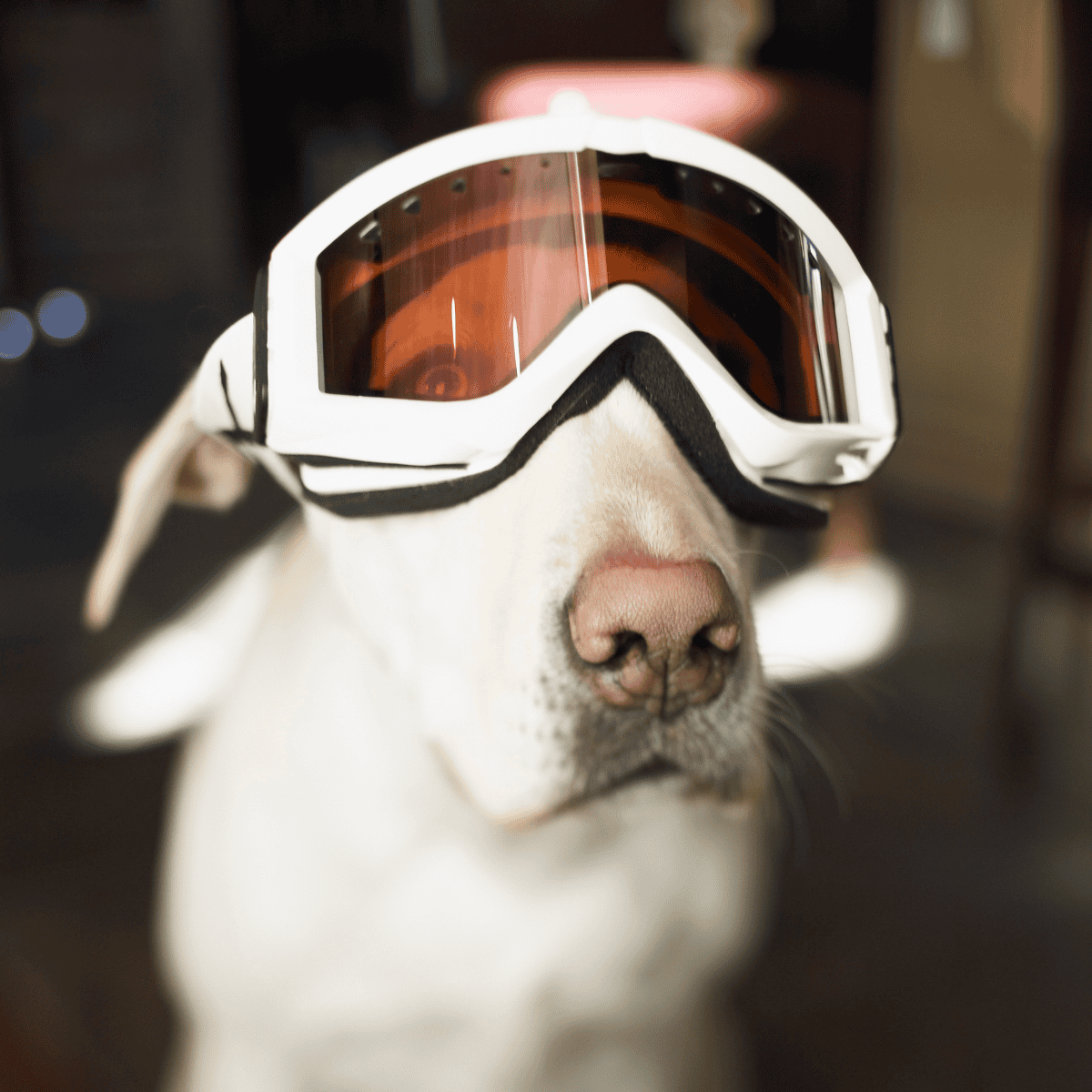 Dog with protective ski goggles for winter dog activities and outdoor adventures.