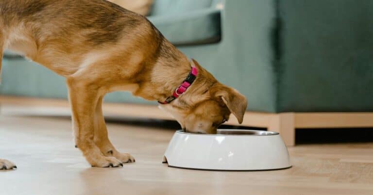 Dog feeding with stainless steel bowl in home setting.