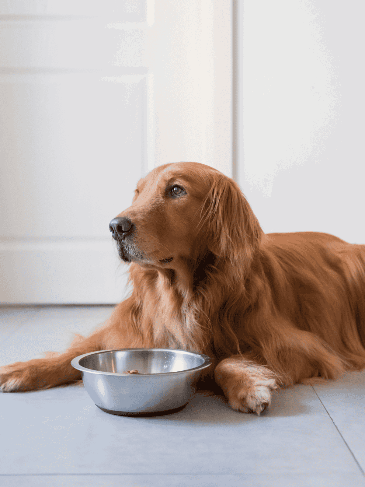 Alt text: Golden retriever lying on floor with empty food bowl in front of it.