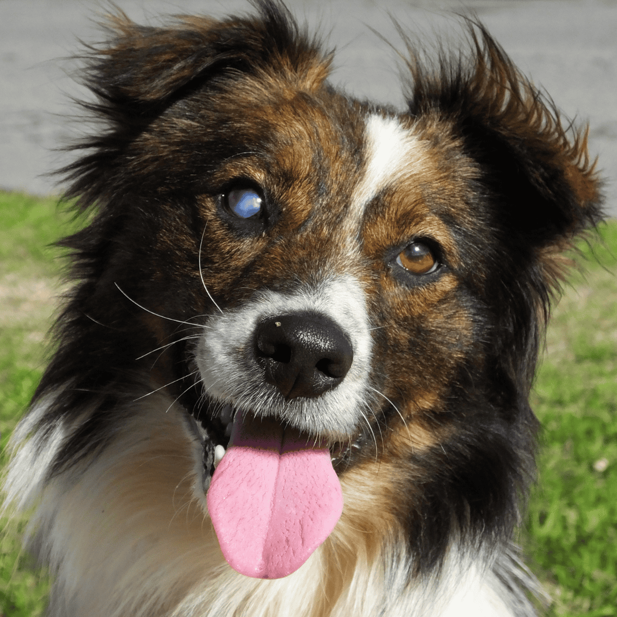 Close-up of happy Australian Shepherd with bright eyes and pink tongue hanging out on green grass.