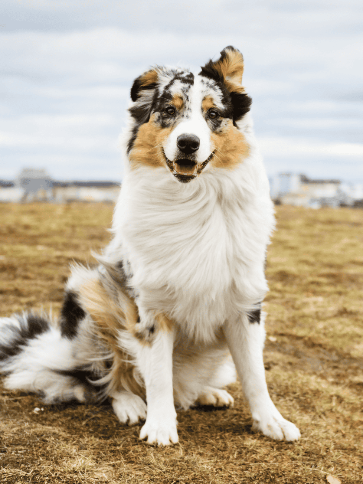 Australian Shepherd dog sitting in open field, happy and alert, with cityscape background.
