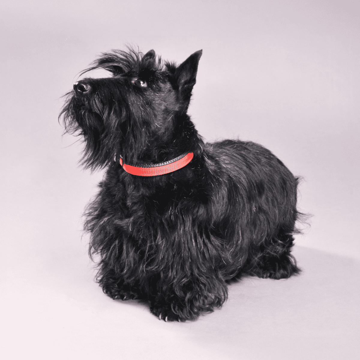 Scottish Terrier with black fur and red collar, posed for a photo.