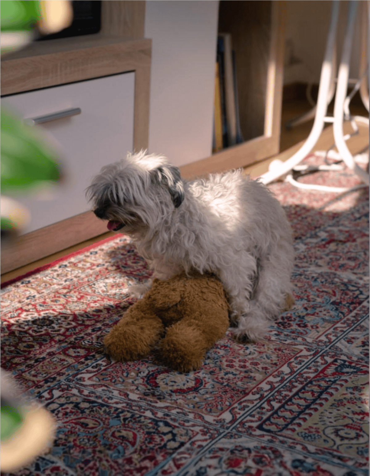 Miniature dog playing with a brown teddy bear on a ornate red and blue patterned rug indoors.