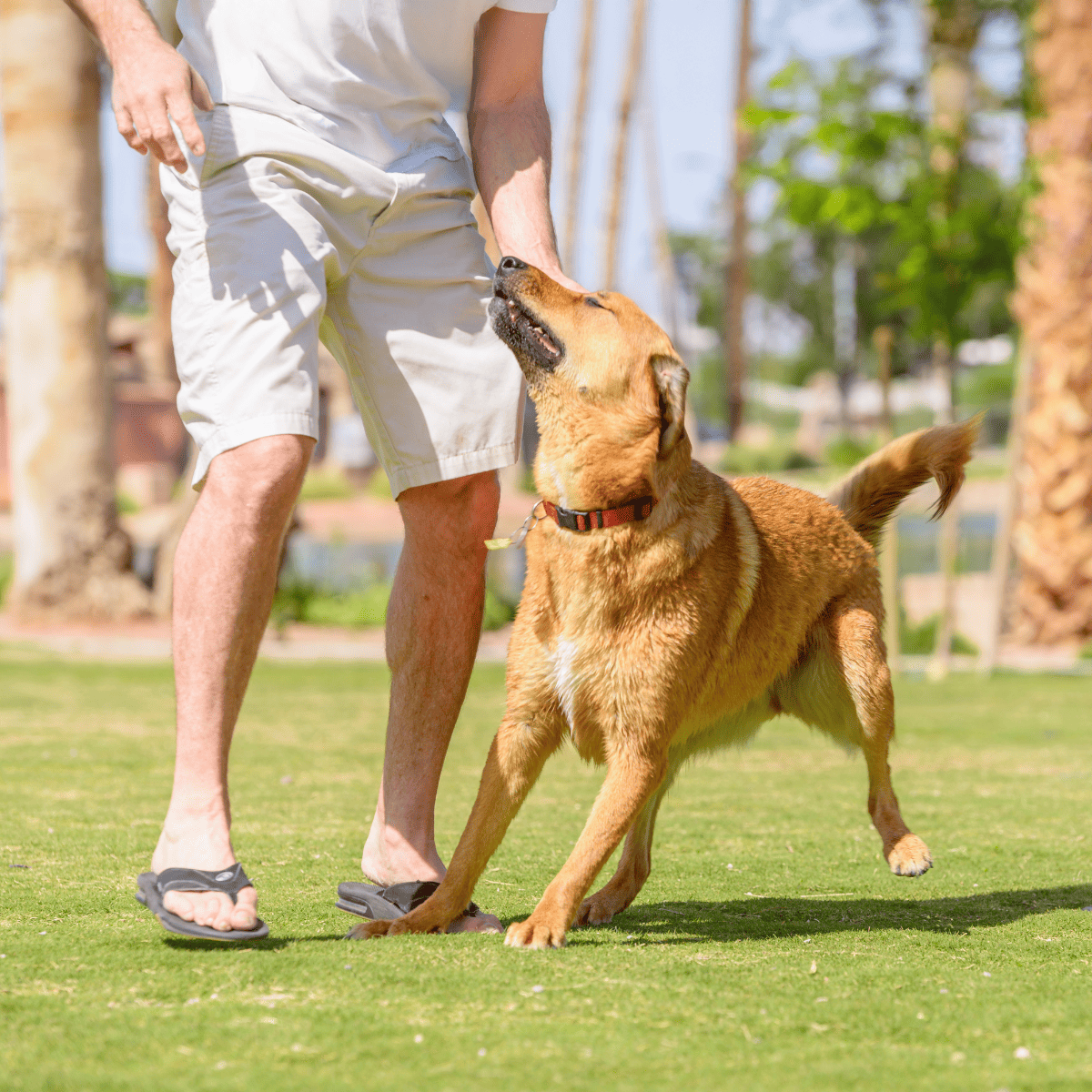Dog training session in the park, using positive reinforcement for good behavior.