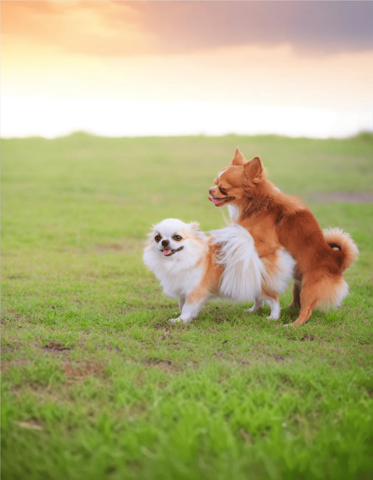 Adorable small dogs playing together outdoors in a lush green field. Perfect for pet lovers and dog care enthusiasts.