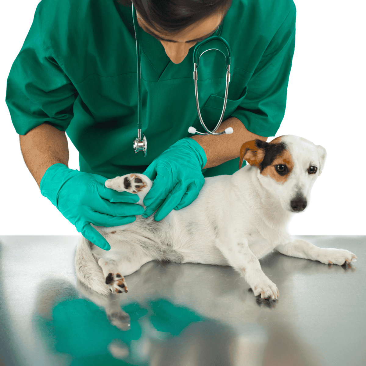 Close-up of veterinarian in scrubs with stethoscope caring for a small dog.