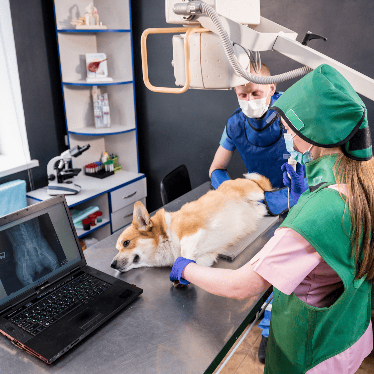 Veterinary team performing X-ray imaging on a dog at an animal clinic.
