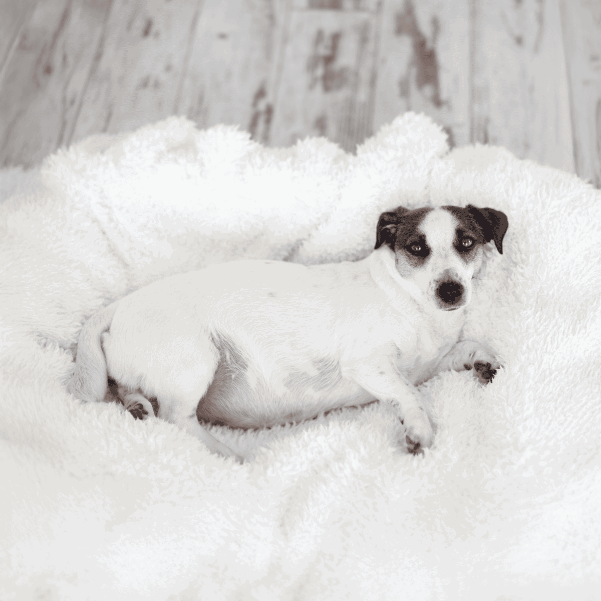 Adorable Jack Russell puppy resting on soft, plush bed bedding, perfect for pet comfort.