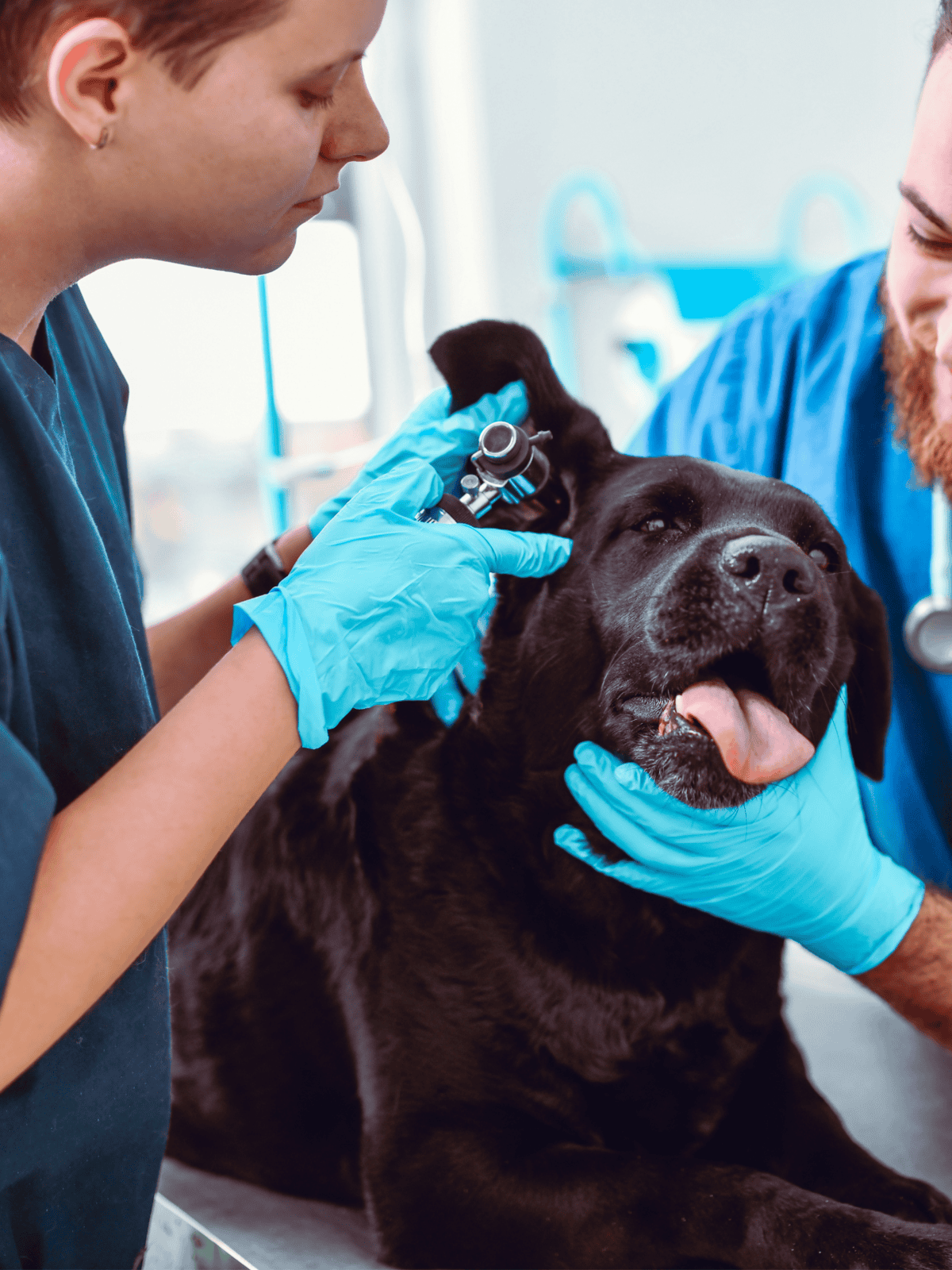 Vet performing ear examination on happy dog.