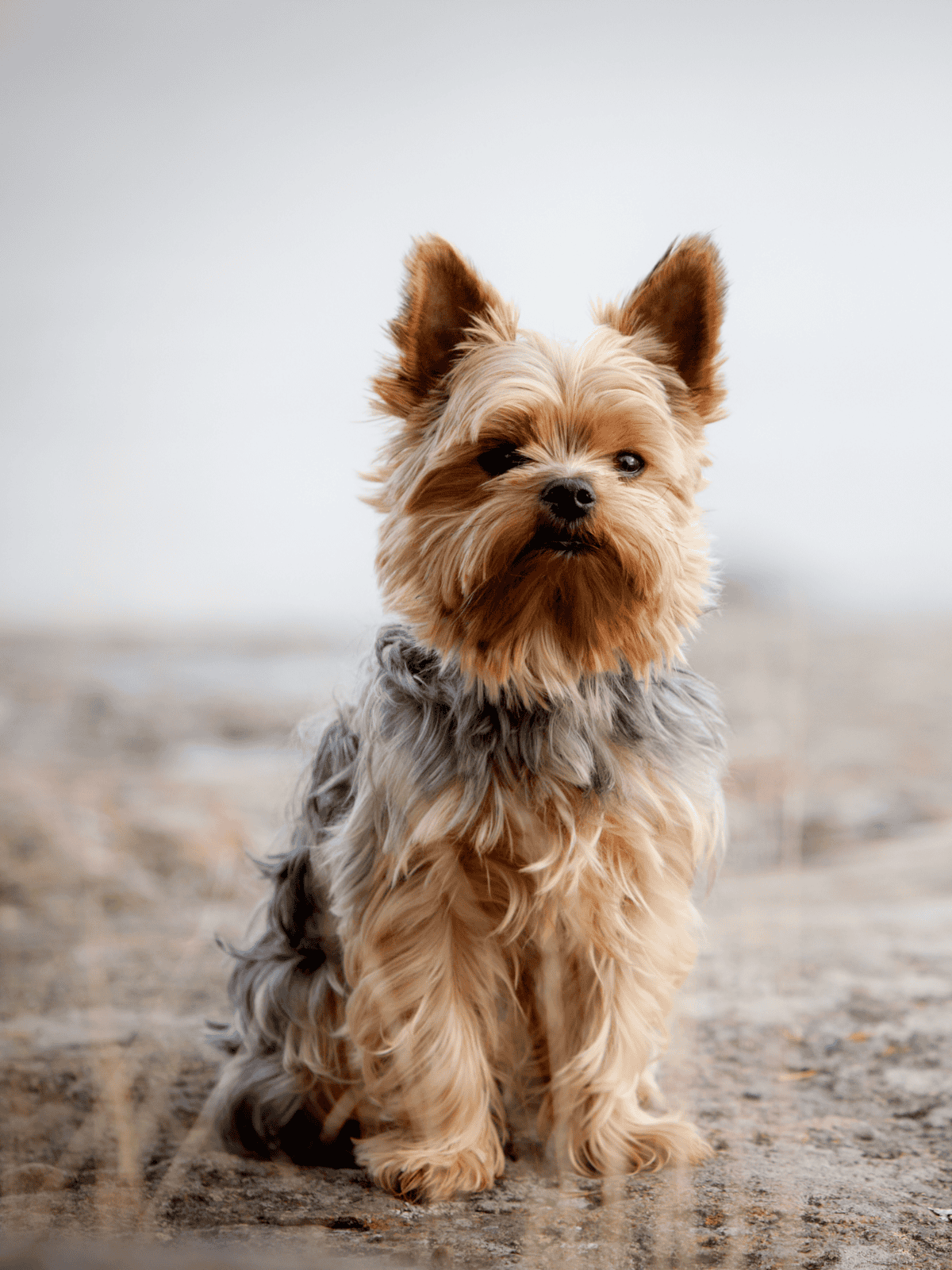 Adorable Yorkshire Terrier, small dog breed, sitting outdoors on gravel, cute and friendly pet.