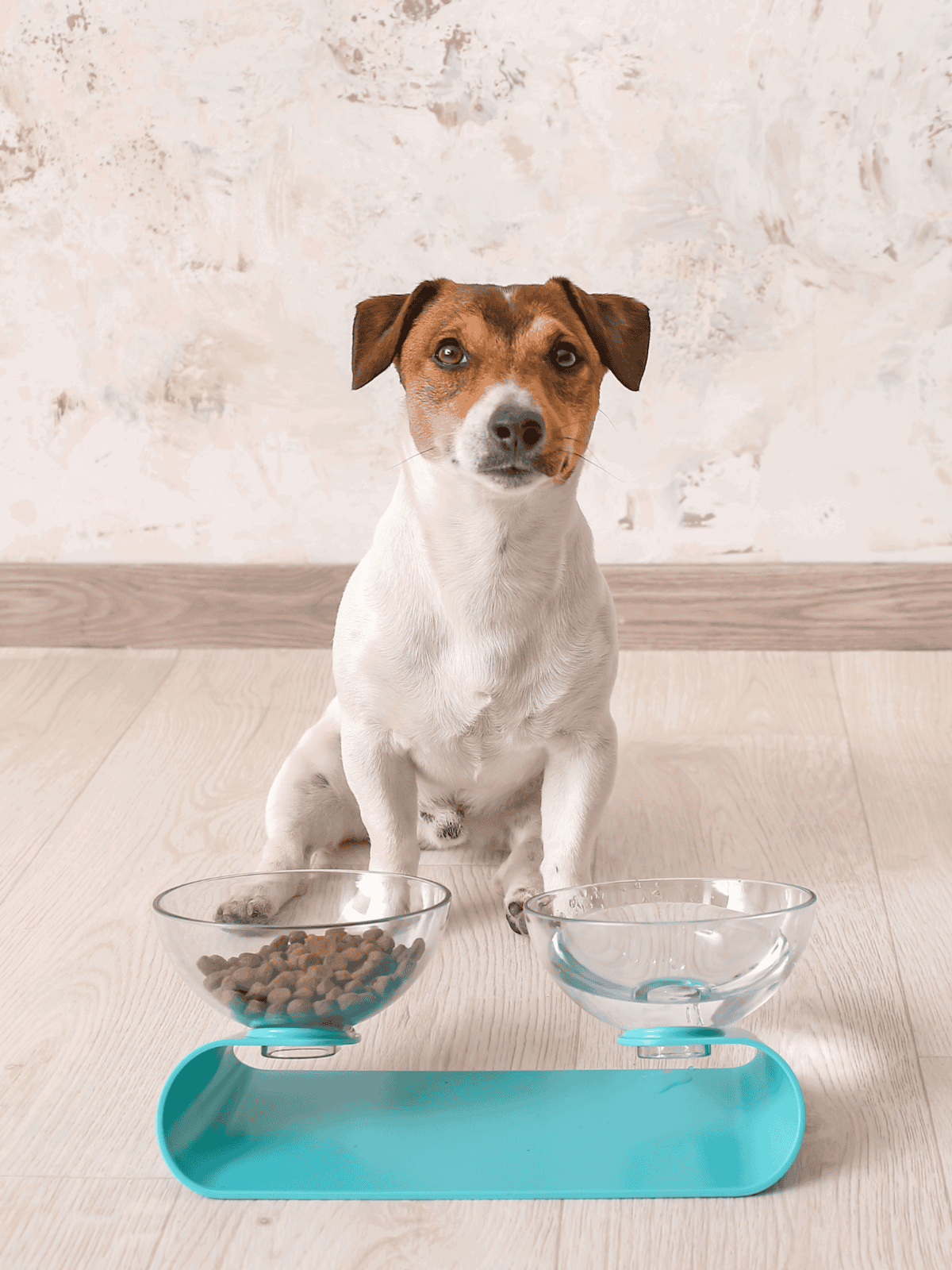 Adorable Jack Russell Terrier puppy sitting in front of food and water bowls.