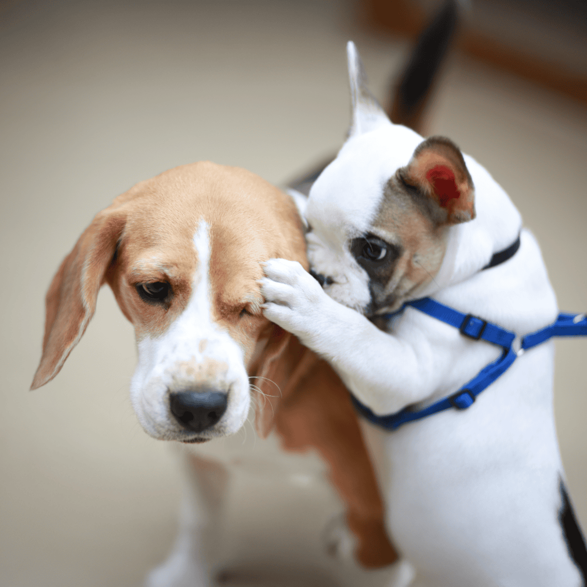 Adorable puppies cuddling, demonstrating dog behavior, and building social bonds.