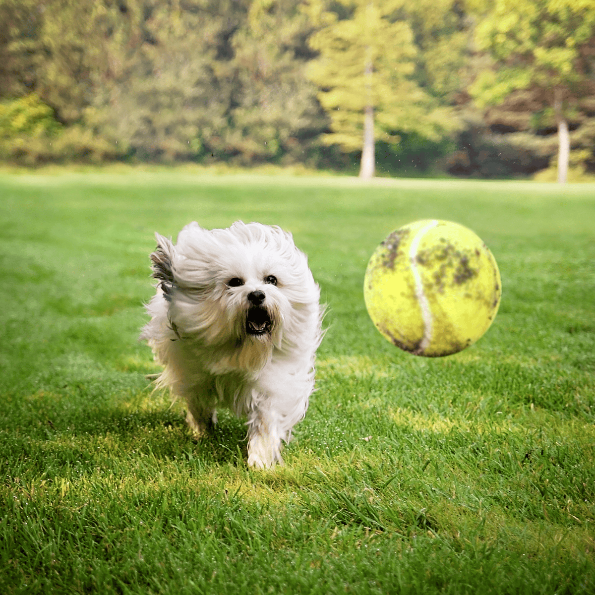 Dog chasing tennis ball outdoors on green grass.