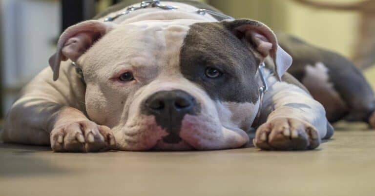 Adorable pitbull dog lying down, resting peacefully indoors.