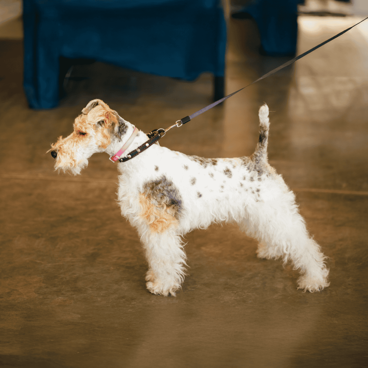 Dog on leash during training session indoors.