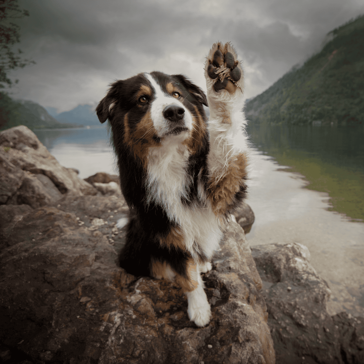 Dog playing at scenic river with mountains in background.