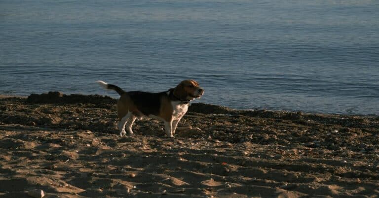 Dog on the beach by the ocean shoreline, enjoying outdoor activity.