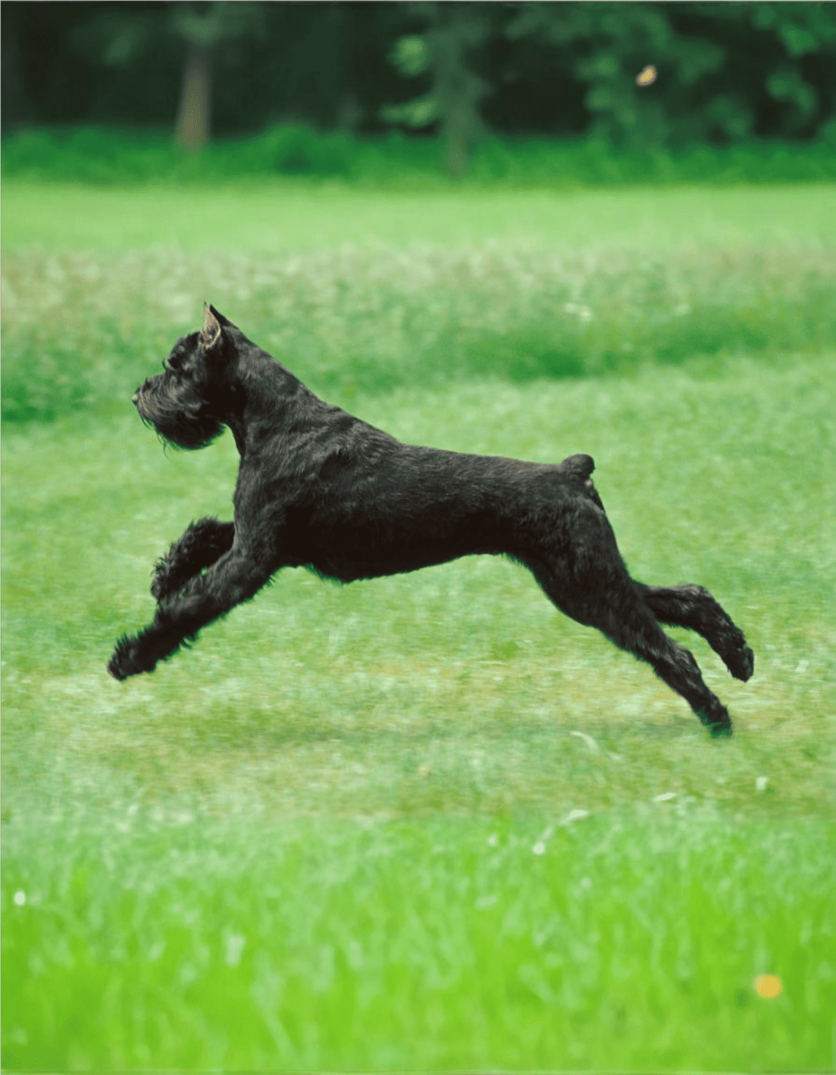 Black Scottish Terrier dog running on green grass in park.