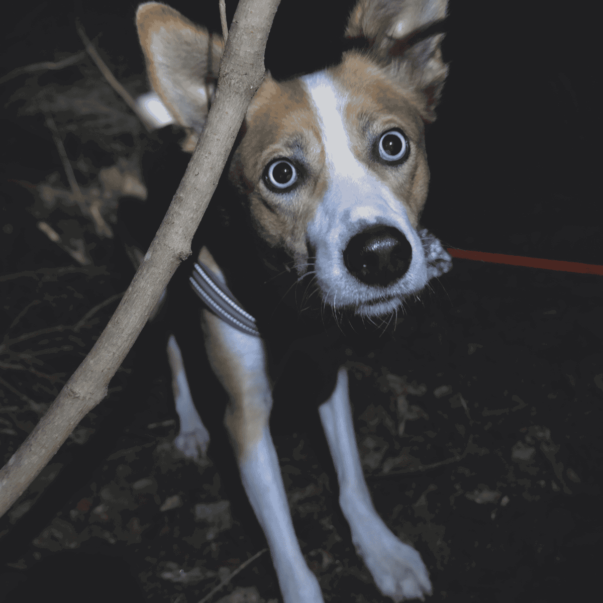 Cute puppy with blue eyes hiding behind a stick in the outdoors.