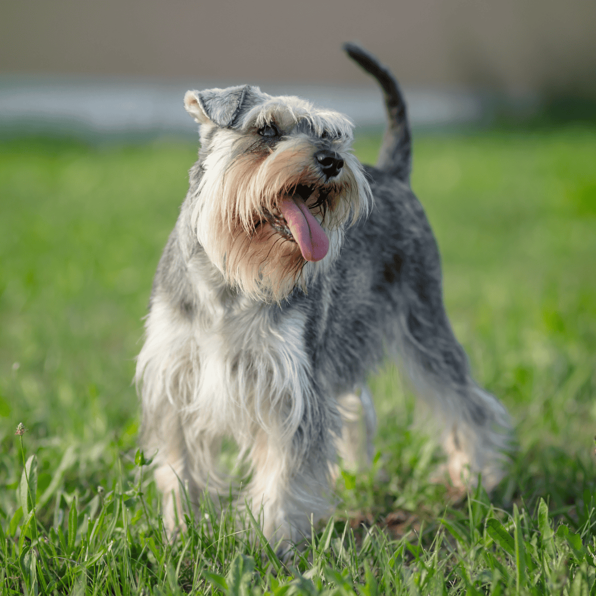 Adorable Schnauzer enjoying playtime outside, showcasing energy and playful personality.