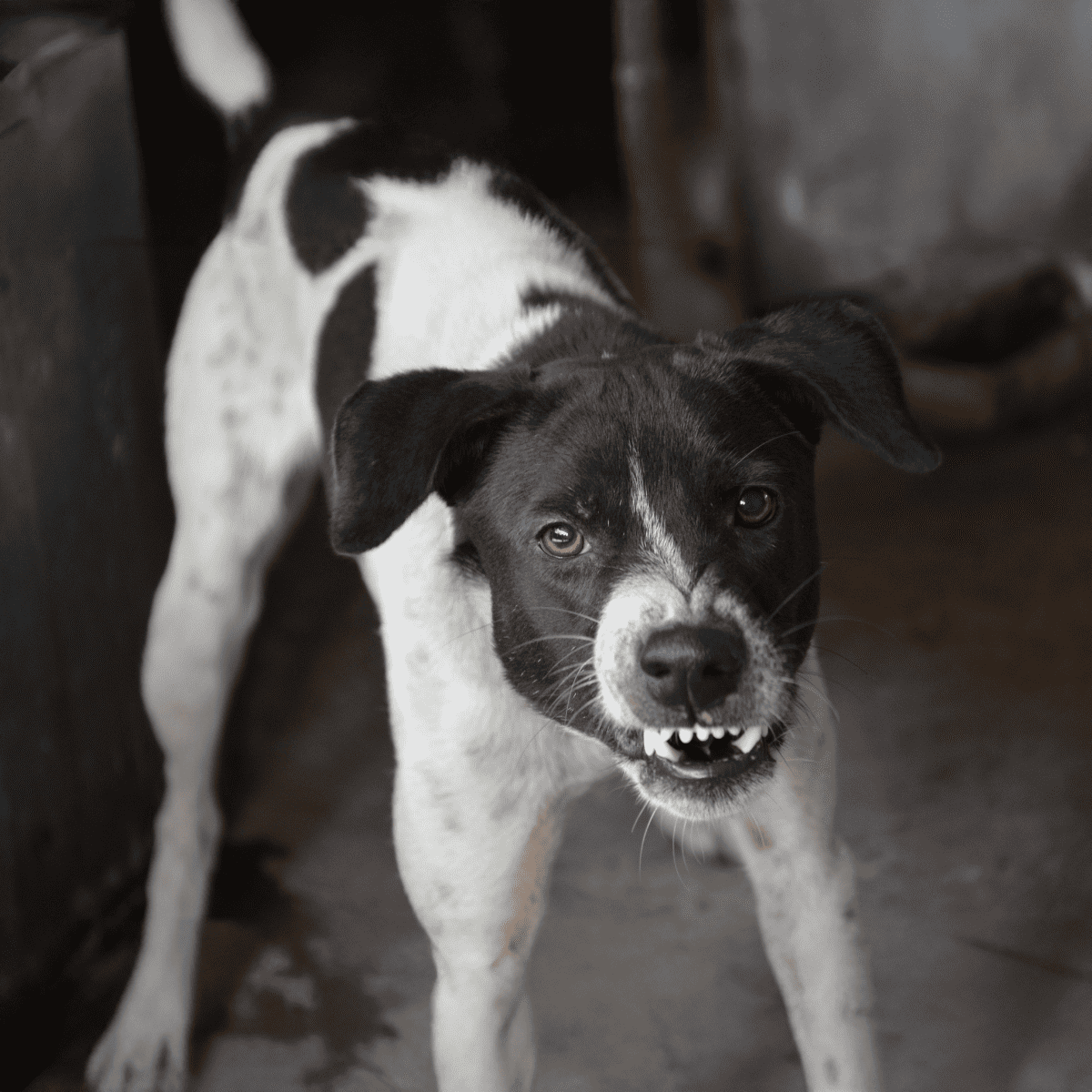 Adorable black and white mixed breed dog with a joyful look, standing on a concrete floor.
