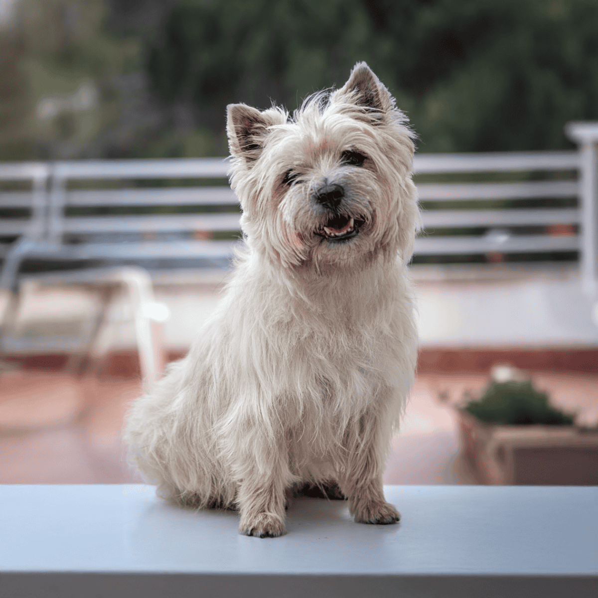 Friendly West Highland White Terrier dog enjoying the outdoors.