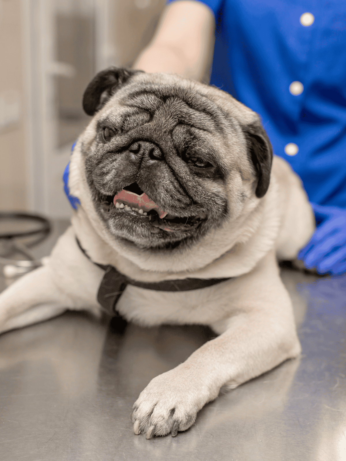 Dog showing at veterinary clinic for health checkup.