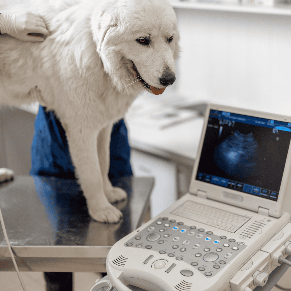 Dog undergoing veterinary ultrasound exam.