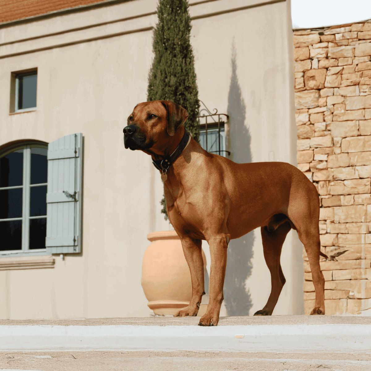 Dog standing outside on porch with house background.