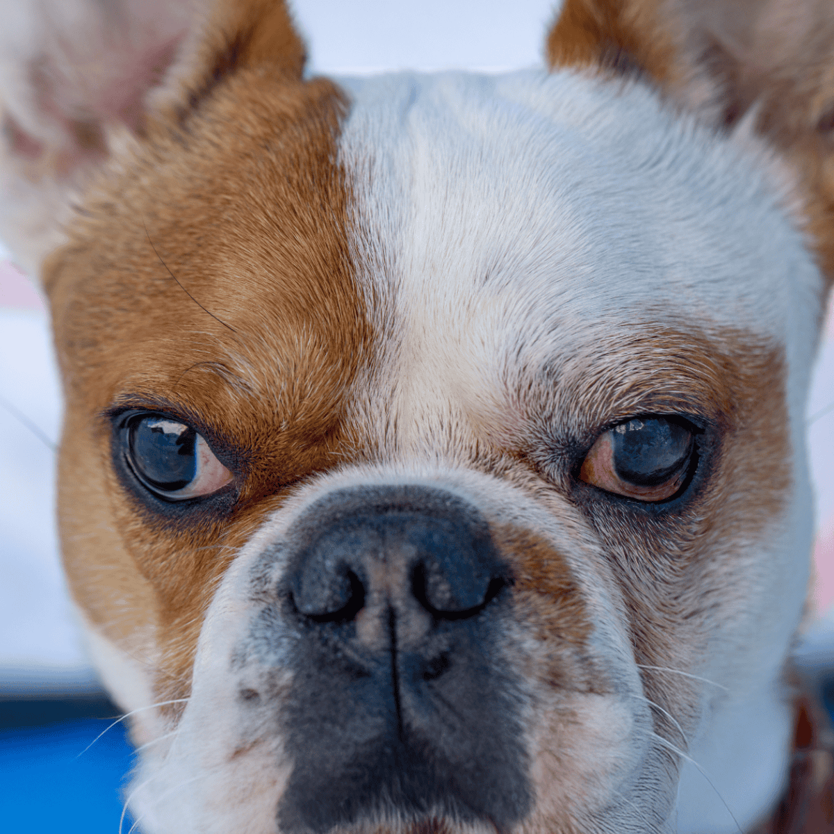 Close-up of a cute dog's face with expressive eyes, showcasing pet care and companionship.