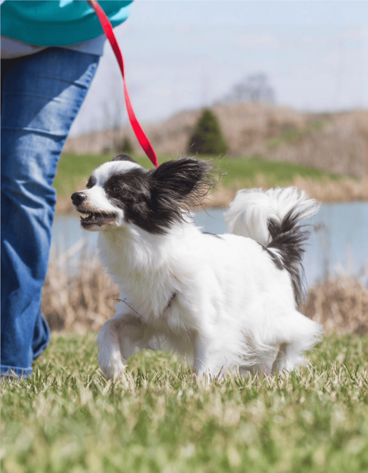 Happy dog enjoying outdoor training and exercise with owner.