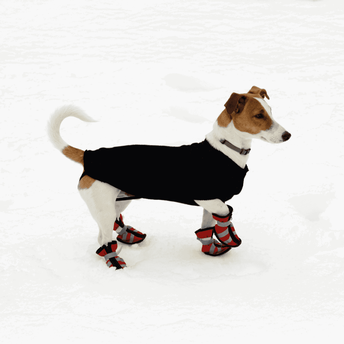 Dog wearing winter boots and sweater on snow.