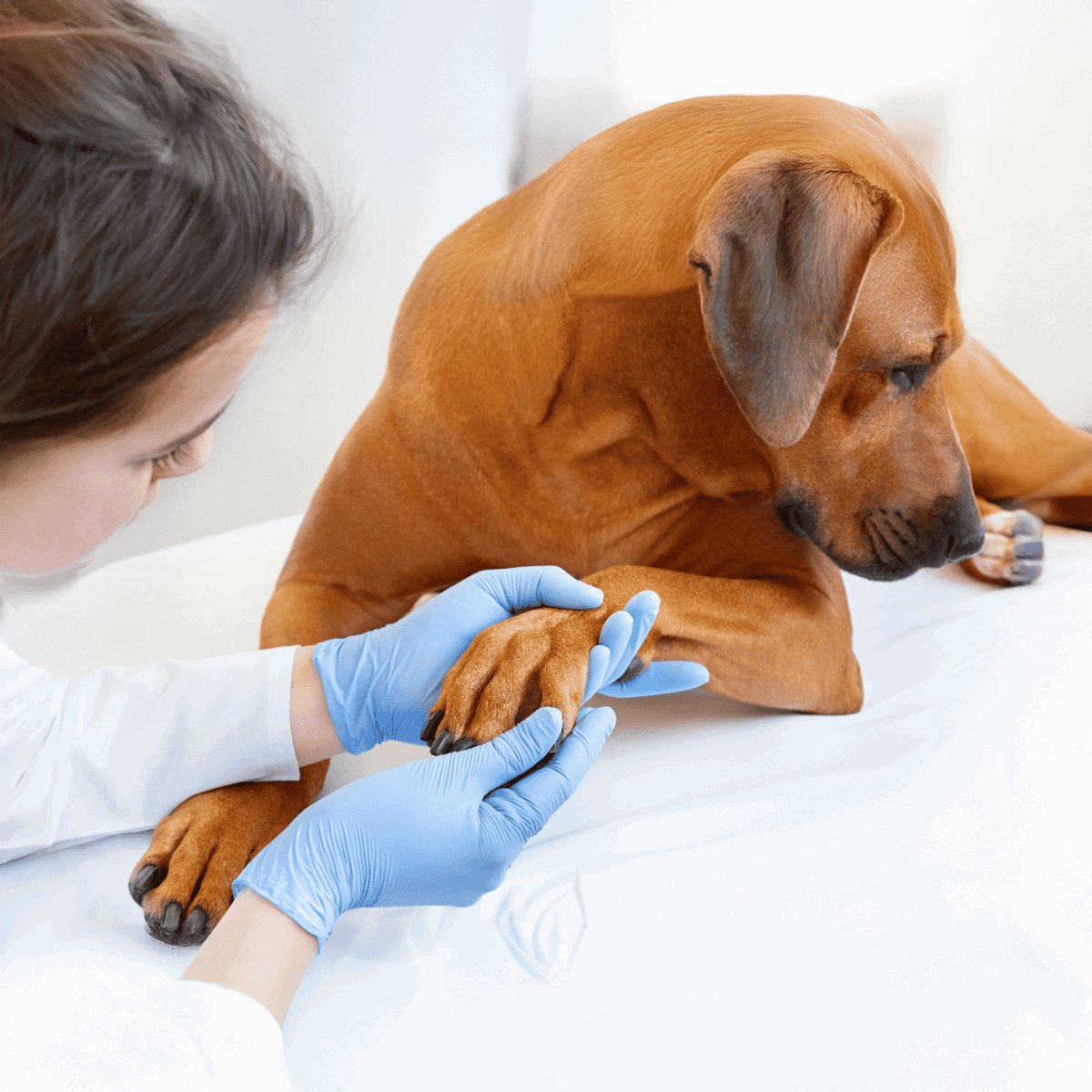 Vet examines dog paw with gloves on.