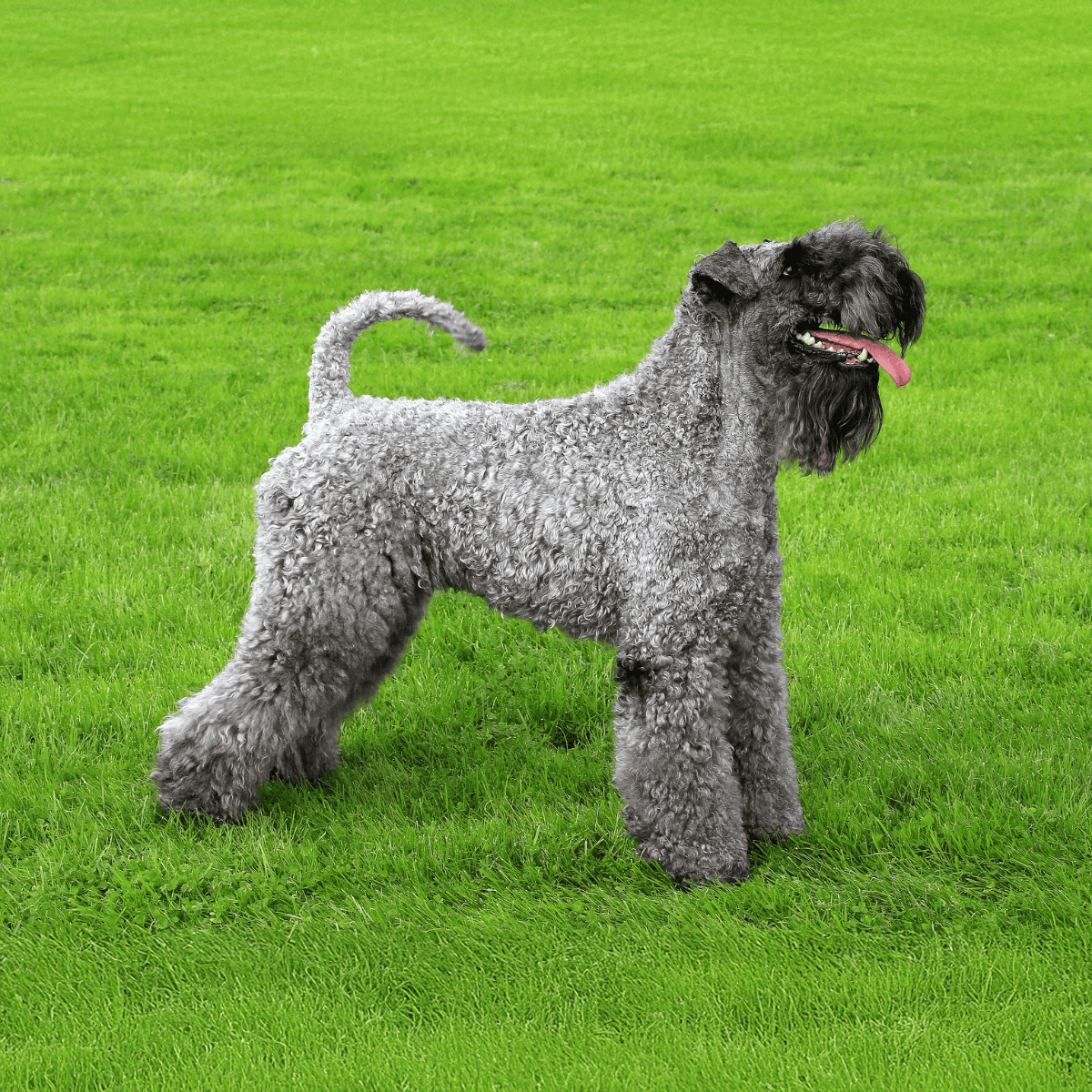 Dog standing on lush green grass, showing curly coat, happy expression with tongue out.