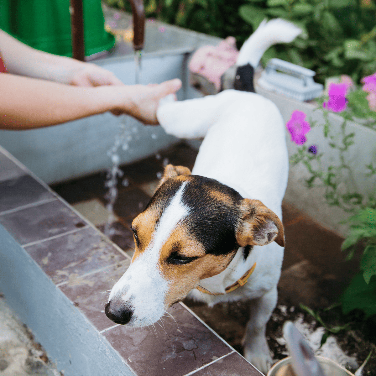 Dog getting a bath at a pet grooming station for cleanliness and care.