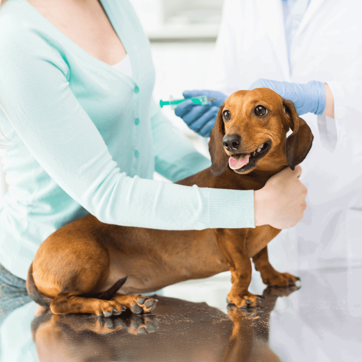 Dog vaccination in progress to ensure pet health and safety.