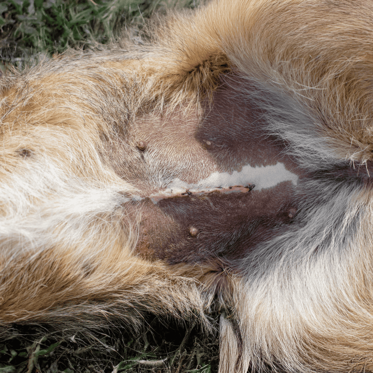 Close-up of puppies nursing from their mother dog outdoors.