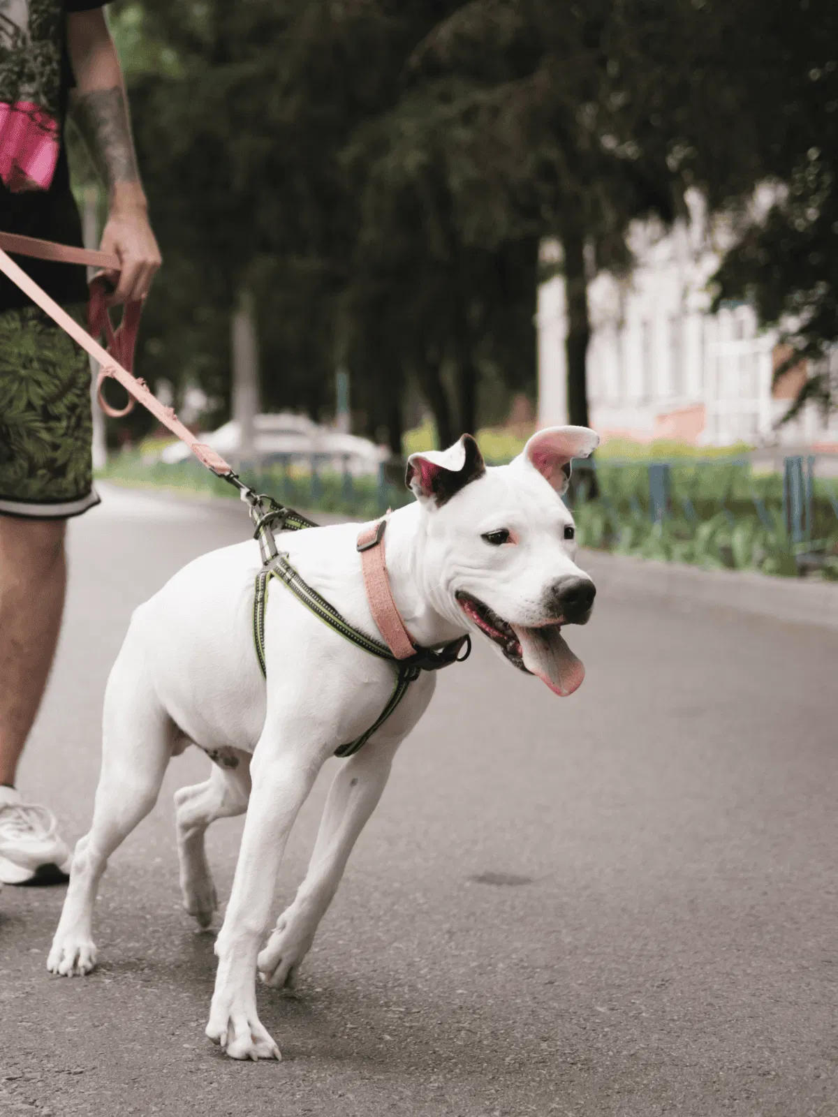 Dog with harness on walk in park enjoying outdoor exercise.