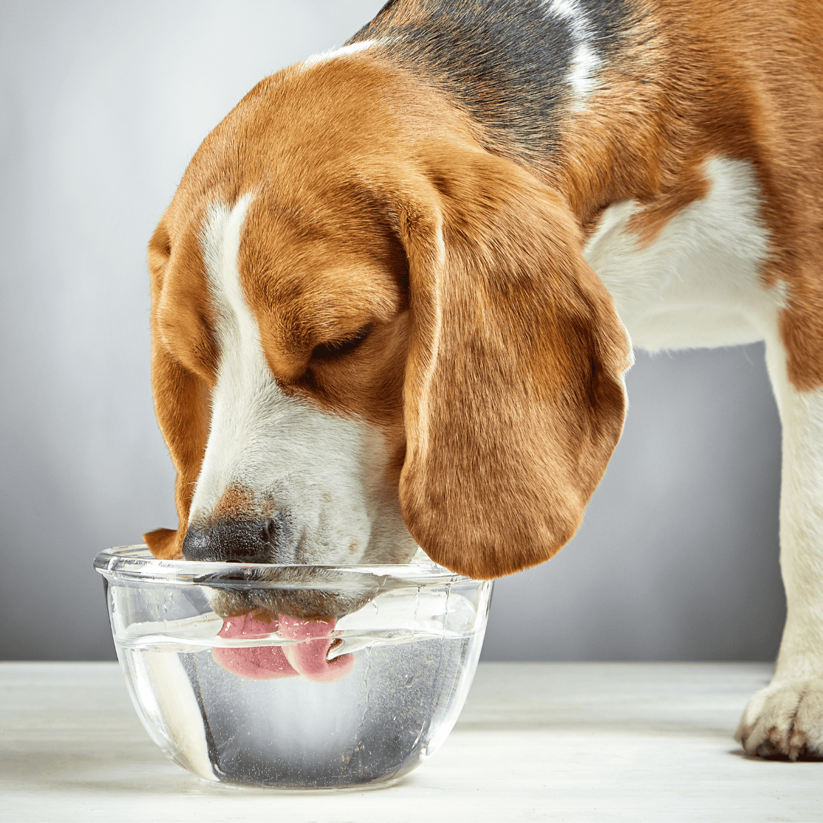 Dog drinking water from a clear glass bowl, hydration, healthy pet care, dog lifestyle.