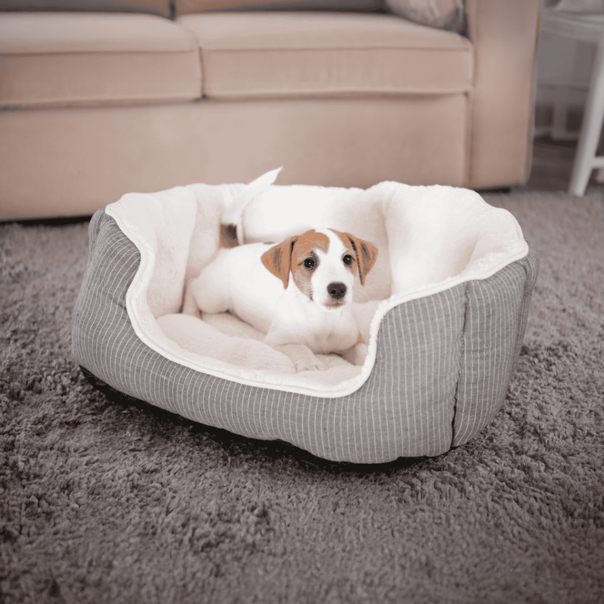 Dog lying in a plush, comfortable puppy bed at home.