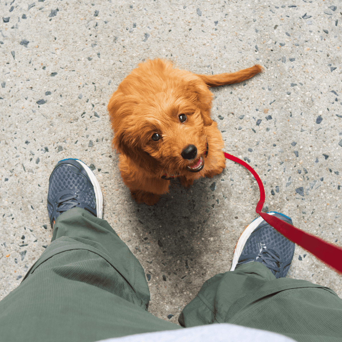 Cute golden retriever puppy with leash, on a walk, sitting on pavement, smiling at owner.