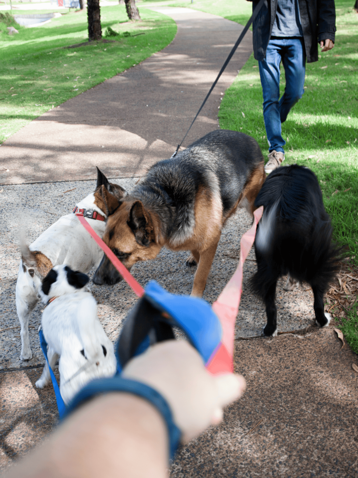 Group of dogs interacting during a walk in the park.